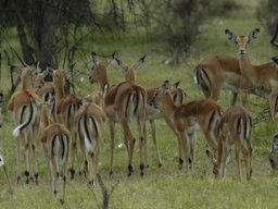 Western_Corridor_(Kirawira)2003-086